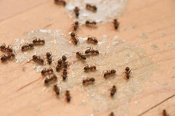 Cedar Lake, IN Pest Control Company